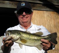 Bob catches a nice 3lb male off a bed on Lake Austin