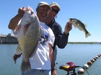 Bryans 12lb Gaspergoo